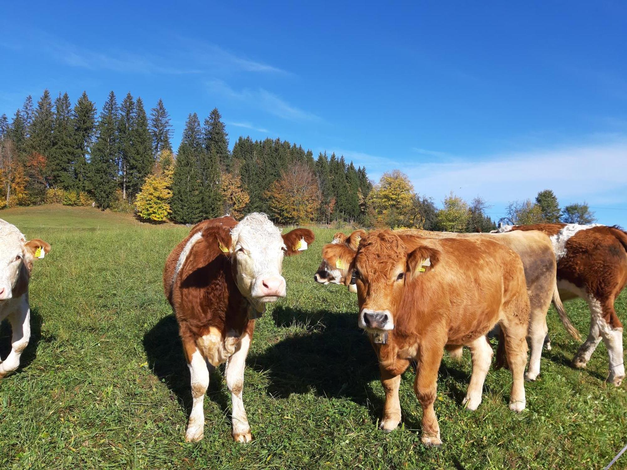 Bauernhof Ablass Göstling an der Ybbs Buitenkant foto