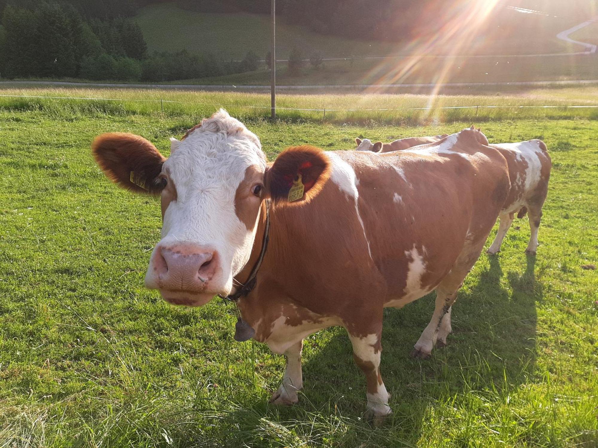 Bauernhof Ablass Göstling an der Ybbs Buitenkant foto